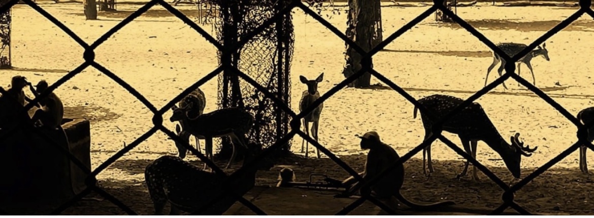 Wildlife education and infotainment from India’s wild heart